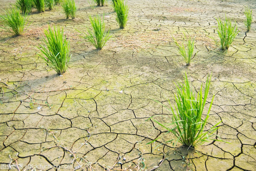 水稻干旱胁迫处理,刘公庙镇水稻干旱