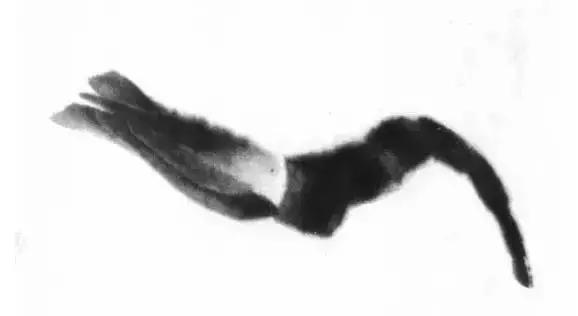 齐白石群虾的绘画手法,齐白石群虾用铅笔怎么画