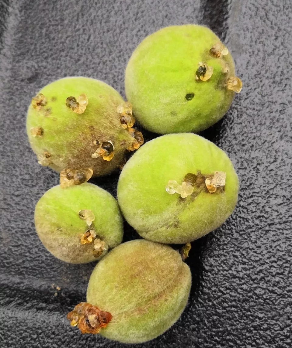 桃树流胶怎么治最有效,桃树流胶特效药哪里有出售