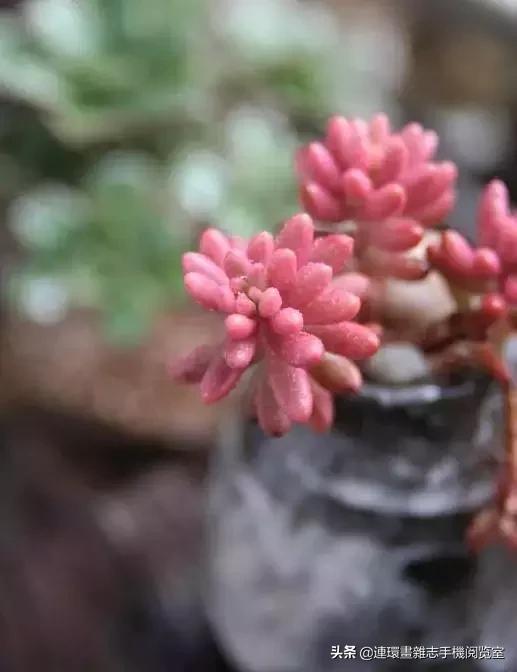 365种多肉图谱大全,365种鲜花图册大全