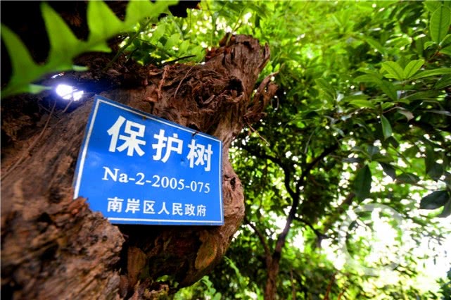 揭秘重庆神奇500年“枫树王”800年“夫妻”桂花树王