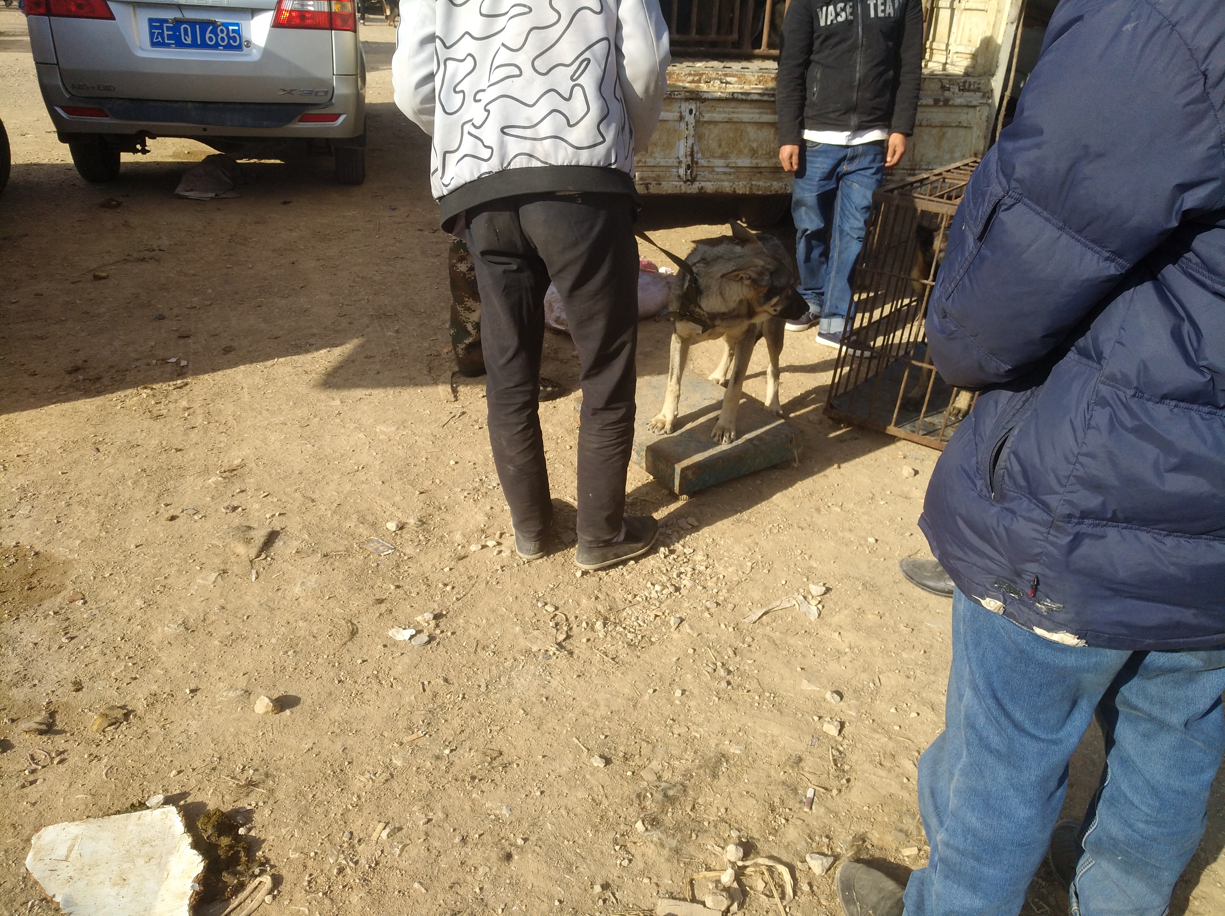 狗市挑便宜又好养的狗狗,哪些的狗便宜又好养