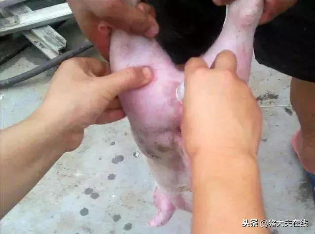 猪场仔猪阉猪技术,养猪场产房阉猪操作