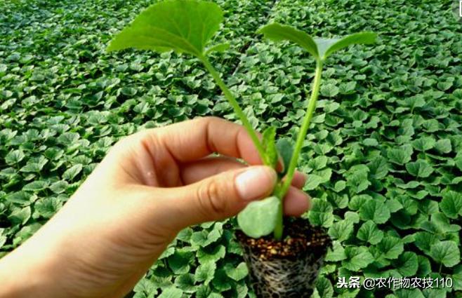 大棚甜瓜种植技术视频教程,大棚种植甜瓜利润怎么样