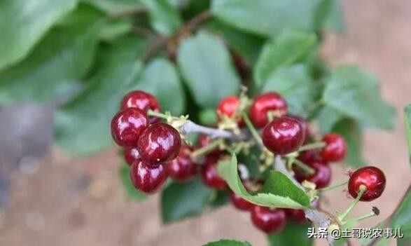 种甜樱桃的老农,利用残次品生产樱桃美酒,你也可以试试