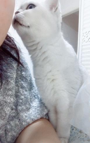 教你几招纠正猫咪坏习惯,猫咪犯错了该怎么打