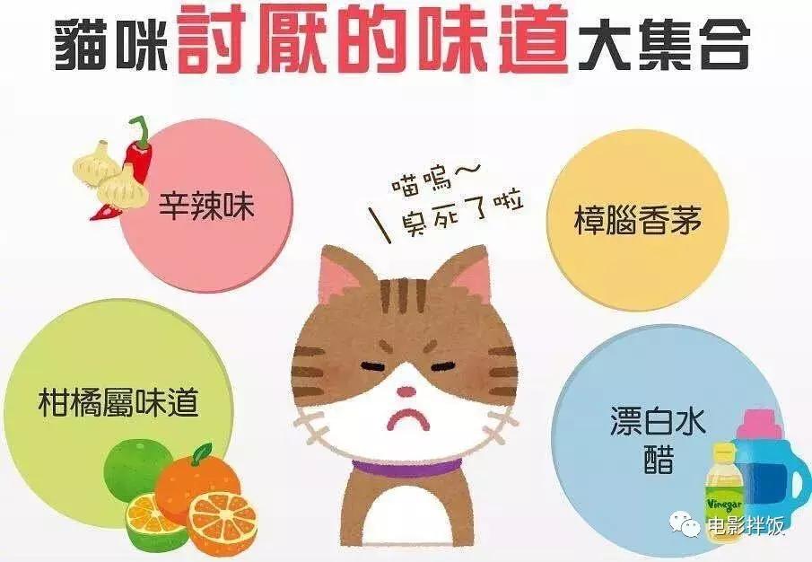 新手养猫养什么猫又便宜又好养,新手养猫第一天猫咪害怕怎么办