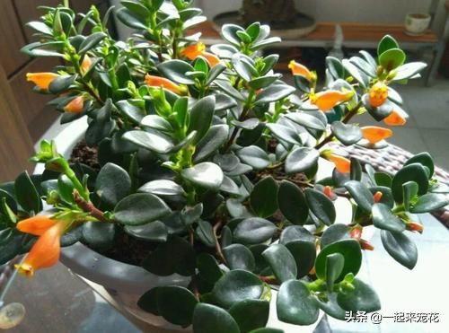 新上盆的金鱼吊兰怎么养护,金鱼吊兰的养护方法和管理