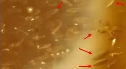 蜜蜡小知识学会少吃亏,蜜蜡初学者基础知识