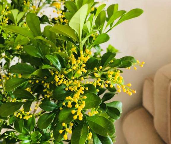 盆栽米兰花的养护技巧,米兰花盆栽养殖方法和注意事项