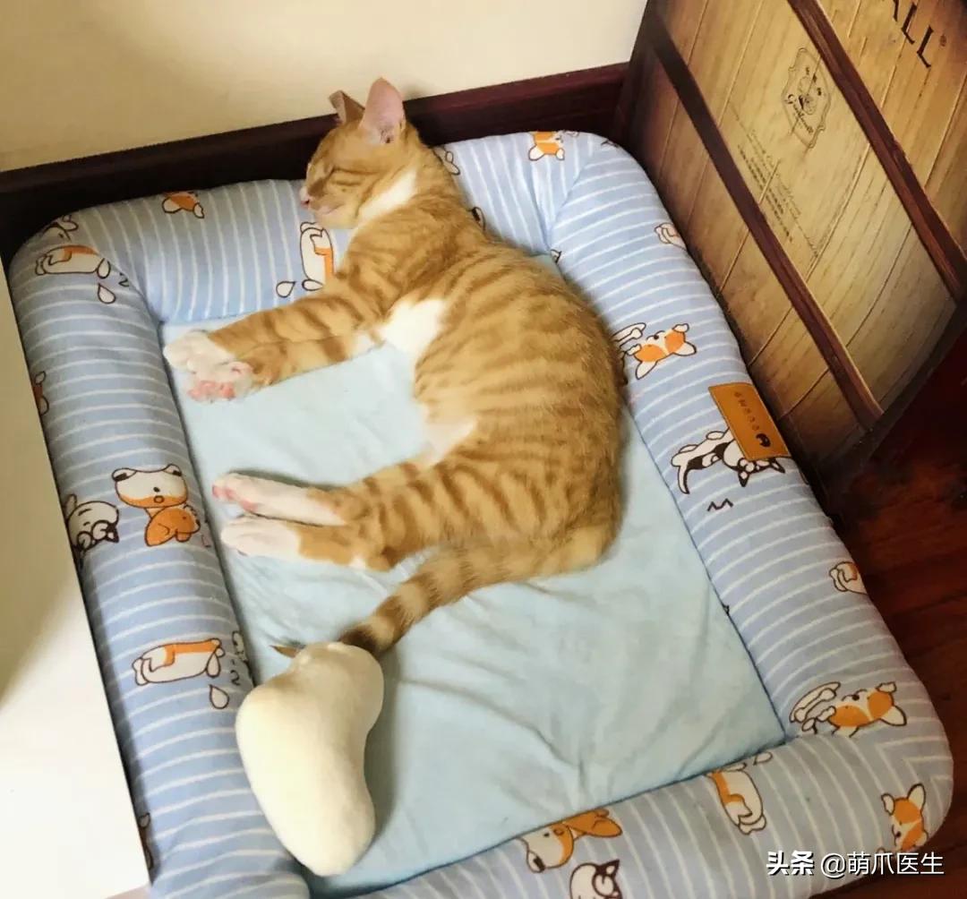 双目失明的猫怎么养,双目失明的猫有哪些