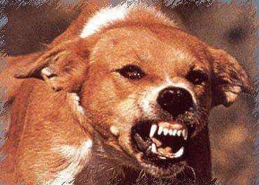 被猫狗咬伤了要怎么办动画,被猫狗轻微抓伤怎么办