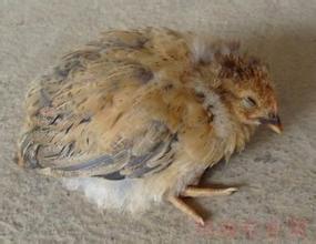 鸡盲肠球虫病的防治措施有哪些,40天鸡盲肠球虫怎么治