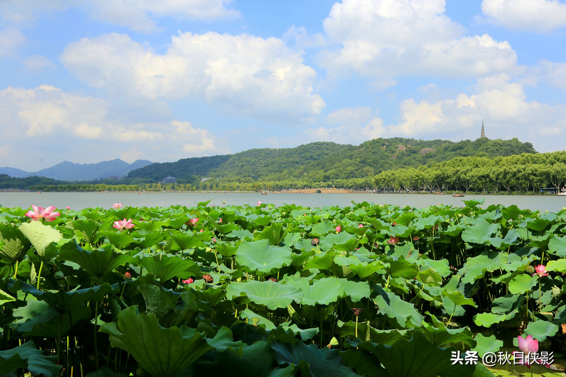 蓝天白云下的荷花“盛宴”，寻访夏日西湖之美，打卡趁现在