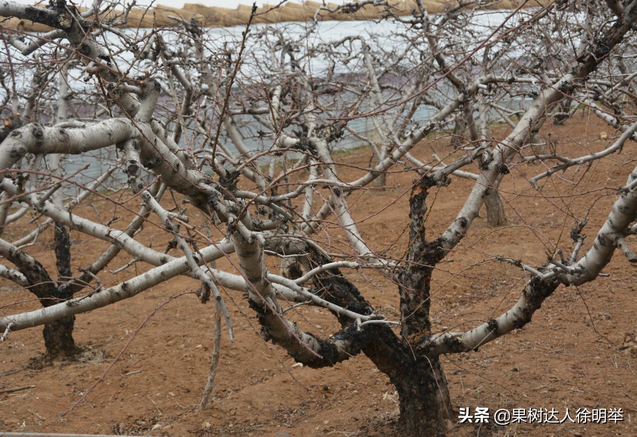 桃树流胶病最有效的防治方法,丁香菊酯能防治桃树流胶病吗