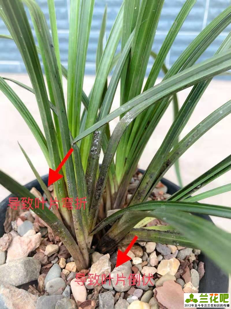 春季蚧壳虫活跃，叶片上白色颗粒刮擦刷治标不治本，两种药物根除