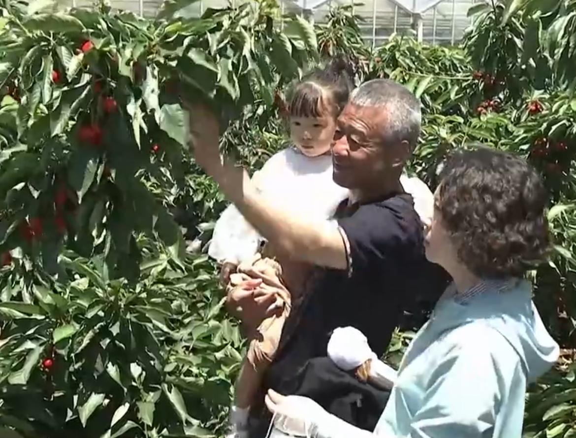 种植樱桃带动群众致富业绩介绍,下岗工人创业2元糖葫芦年赚2千万
