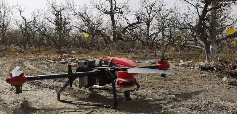 你买的可能是“山寨梨”,无人机授粉解决库尔勒梨农难题