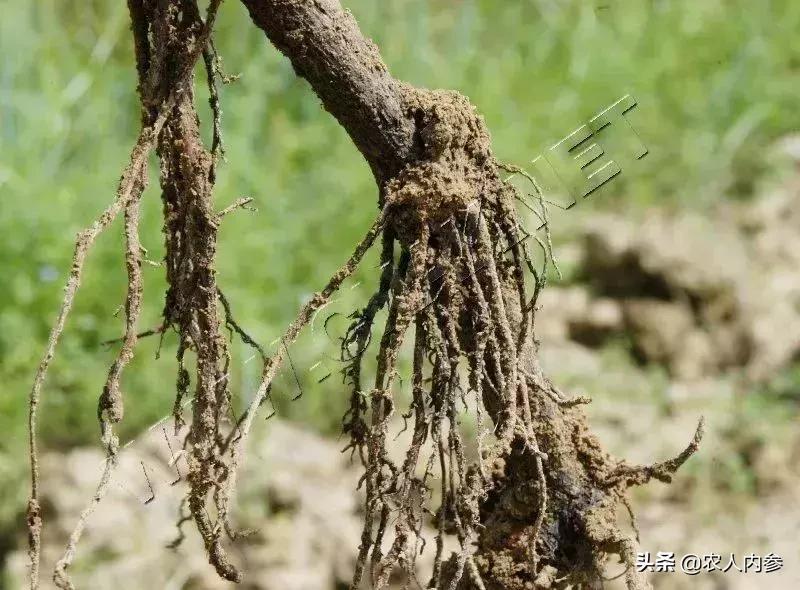 几种果树根部病害的症状识别与防治！
