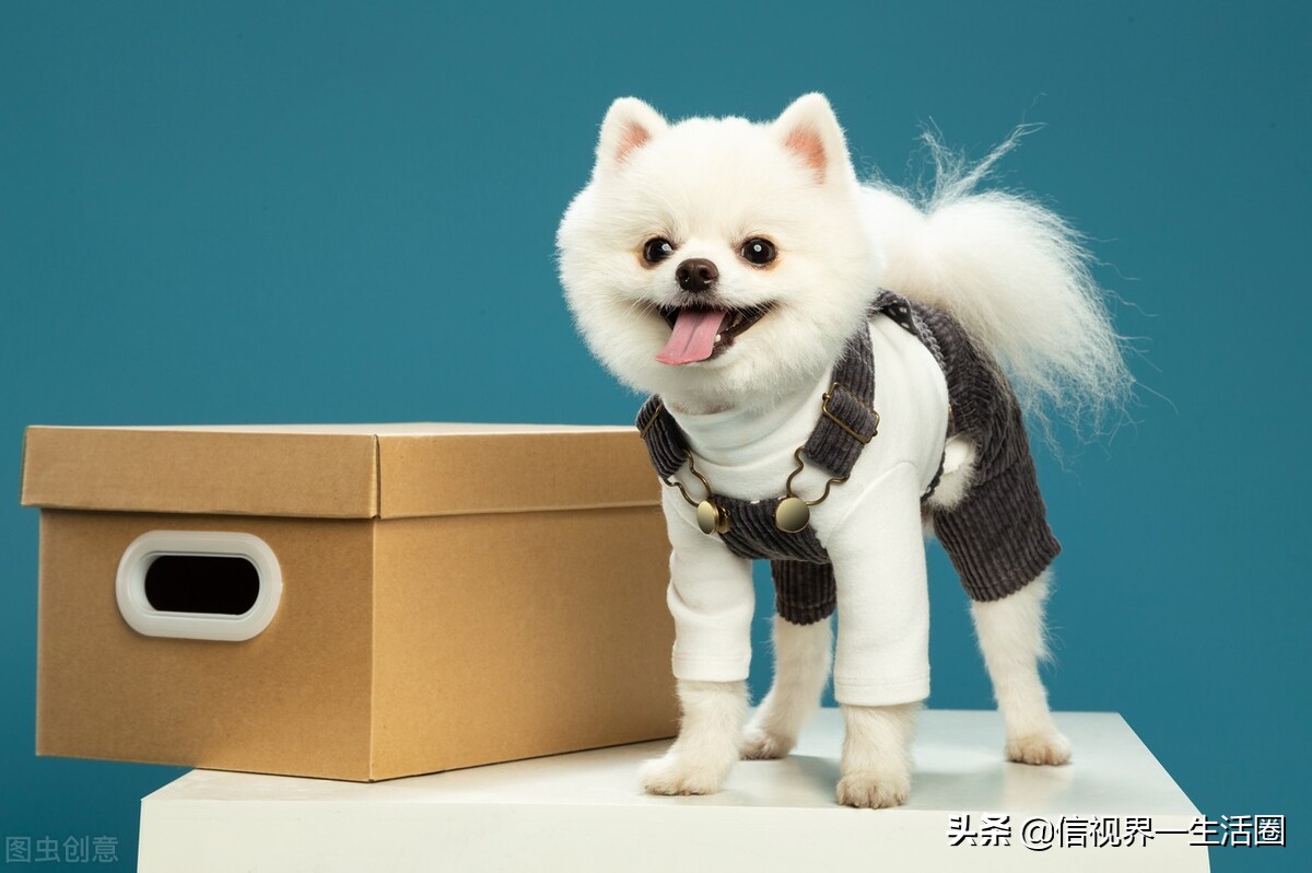 女生养的四种萌宠,最适合女生养的小型萌宠