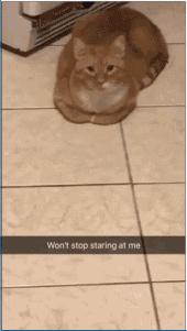 弃猫效应会不会弄巧成拙,弃猫效应有必要吗