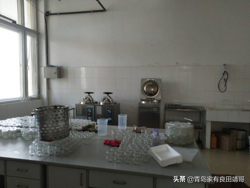 脱毒阳光玫瑰葡萄苗,阳光玫瑰特级苗