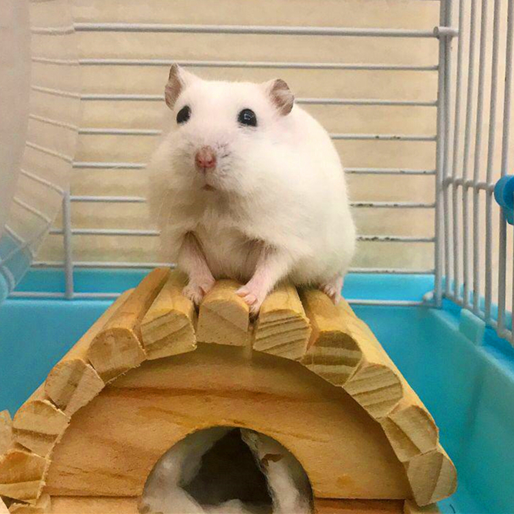 仓鼠从多大开始有领地意识,小黑仓鼠第一次成为鼠王