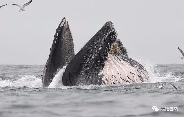 爱捕鱼的海狮座头鲸,小海狮被虎鲸群殴爬上船求救后