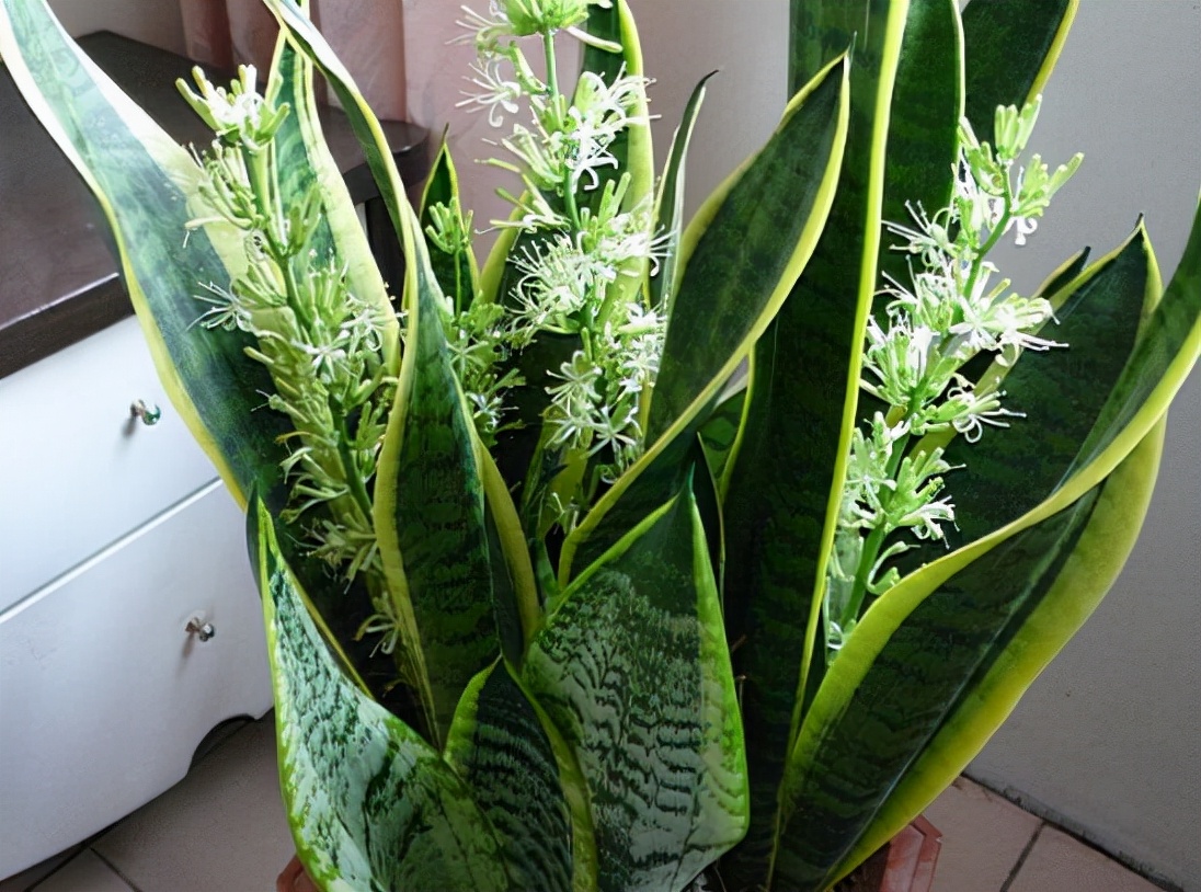 这13种花耐阴又好养蹭蹭长不停,光照不足也能养好的3种花