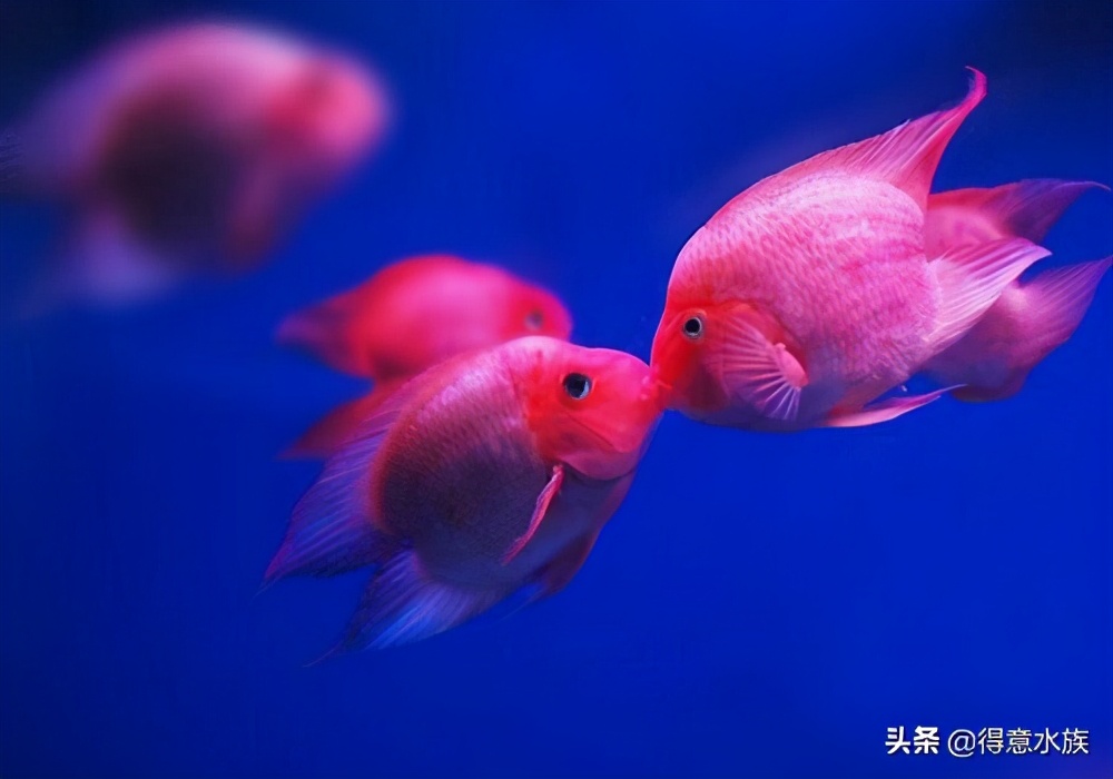 观赏鱼好养耐活鹦鹉鱼,观赏鹦鹉鱼为什么养不活