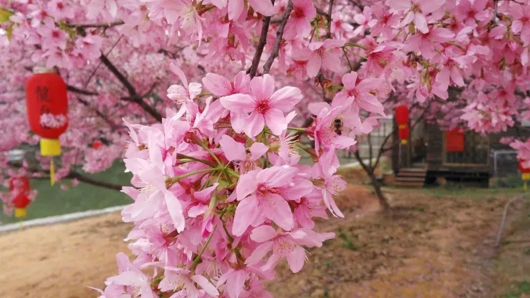 开奖啦开奖啦！凤翔首邑温泉票，新年第一份豪礼抱回家！看看是哪些幸运儿？