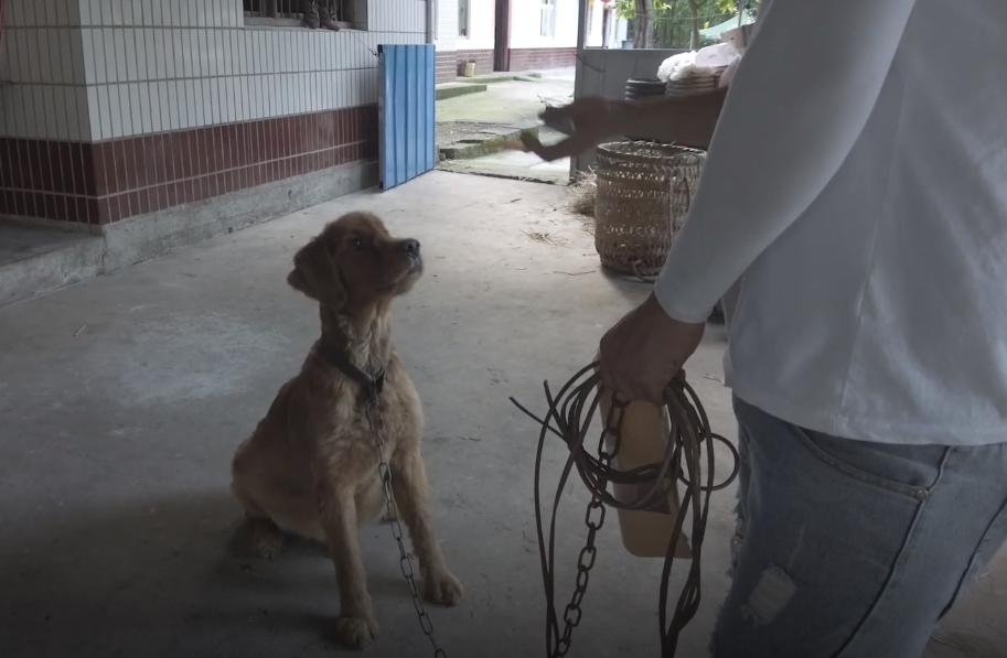 被救助的金毛弃养犬,被领养的金毛怎么处理最好