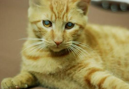 猫咪生病的12种表现铲屎官必知,铲屎官注意猫咪这个部位也需护理