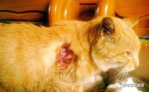 猫咪受伤要用什么药,猫咪受伤表现