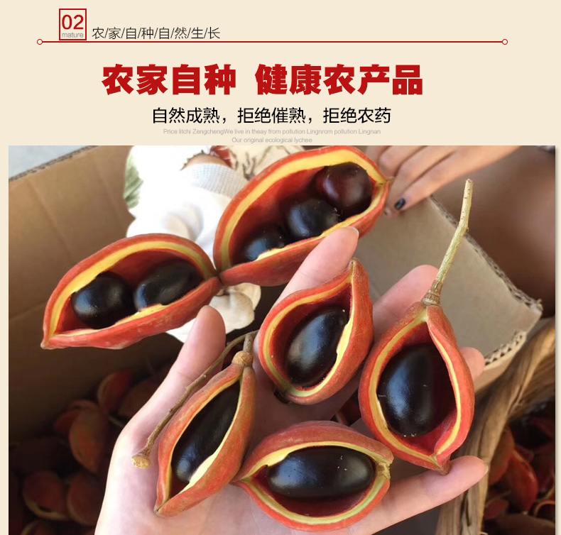 野生凤眼果图片,广西凤眼果