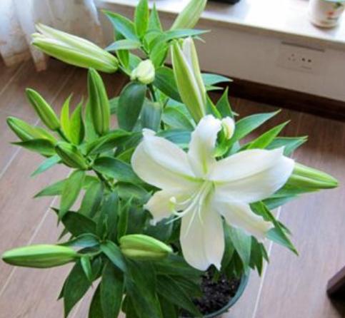 不会开花的百合绿植,株型小的百合花