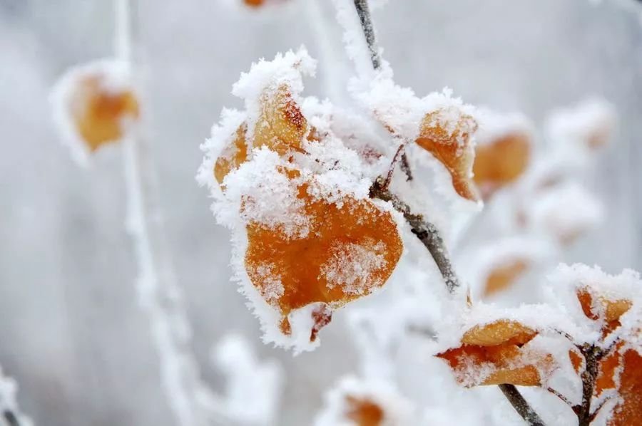 看长沙下雪的景,长沙看雪最佳地方