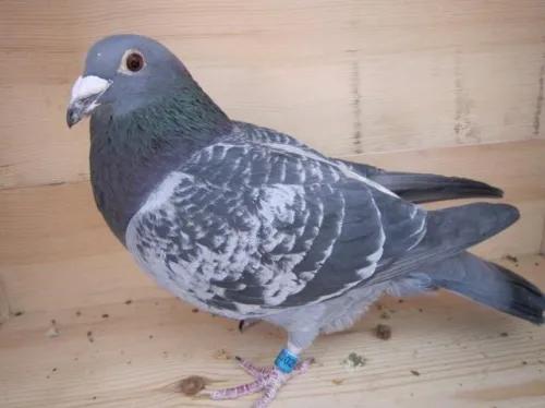 对赛鸽肠道进行保健的几个做法,五天的小幼鸽消化不良怎么办