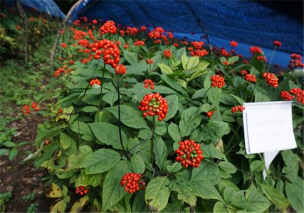 云南白药三七种植,云南三七与云南白药有什么区别