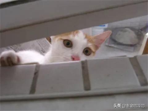 猫咪偷看我洗澡,猫为何喜欢偷看人洗澡