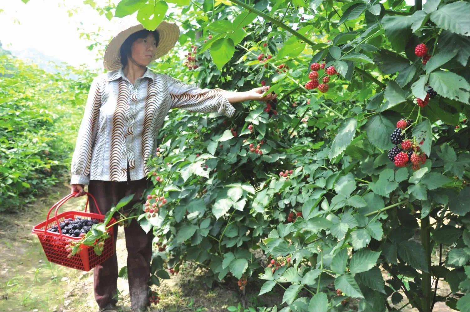 你不认识的四种水果树莓,物以稀为贵的植物