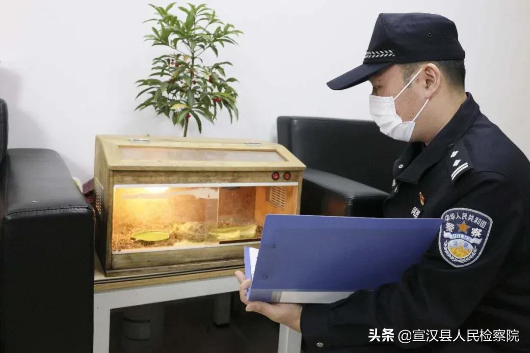 野生动物走私最后怎么处理,被没收的动物都去哪了