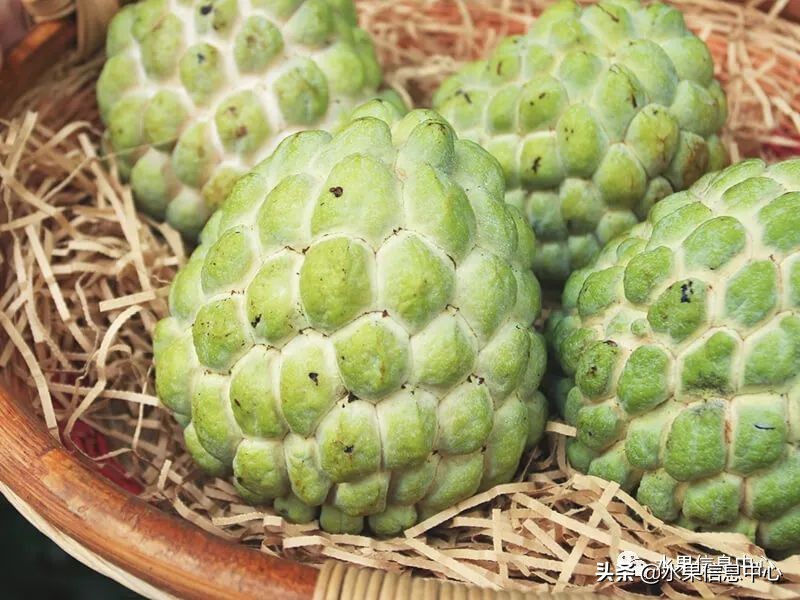 目前释迦最好的品种,粉色释迦