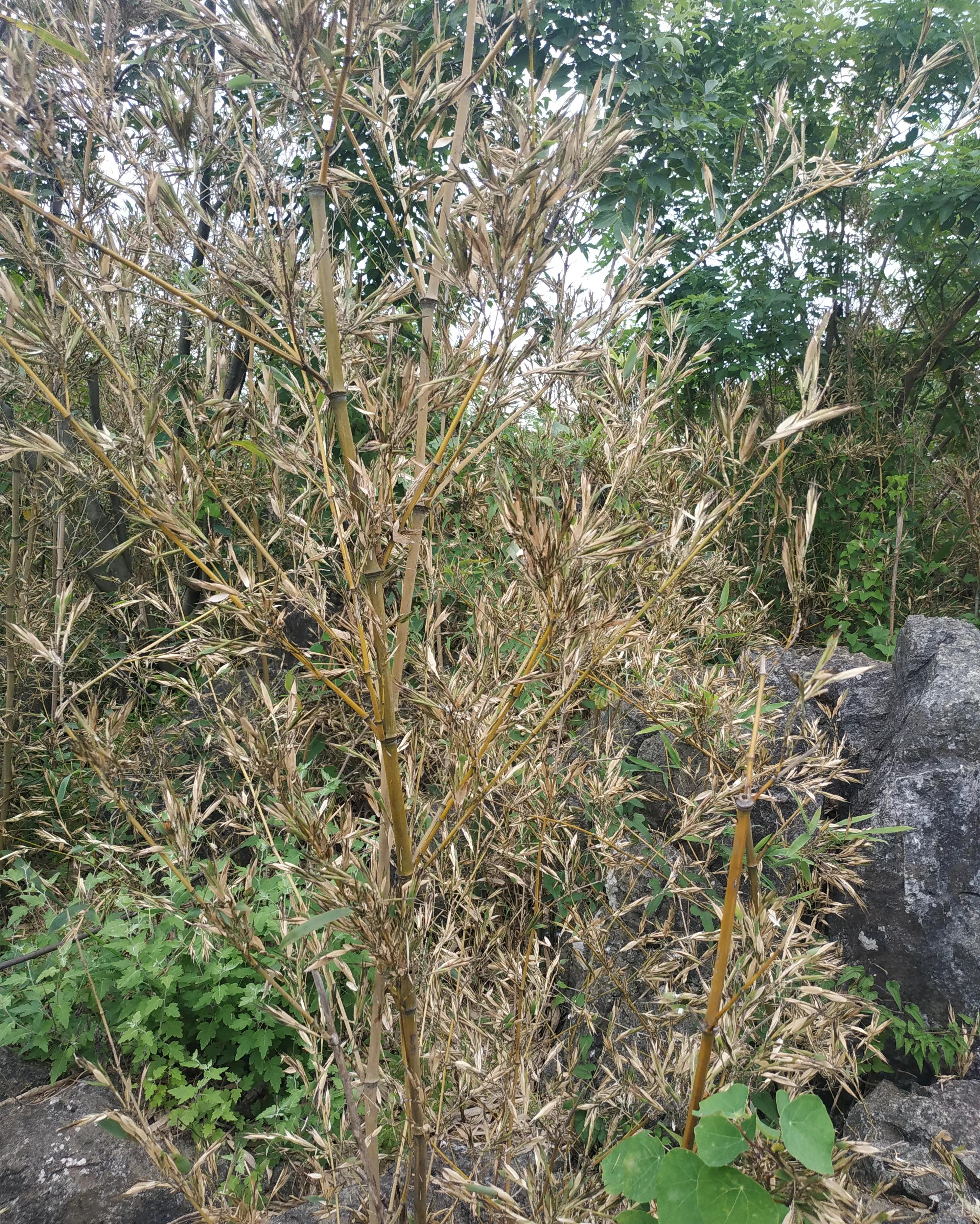 新田航拍全景视频,永州白米寨