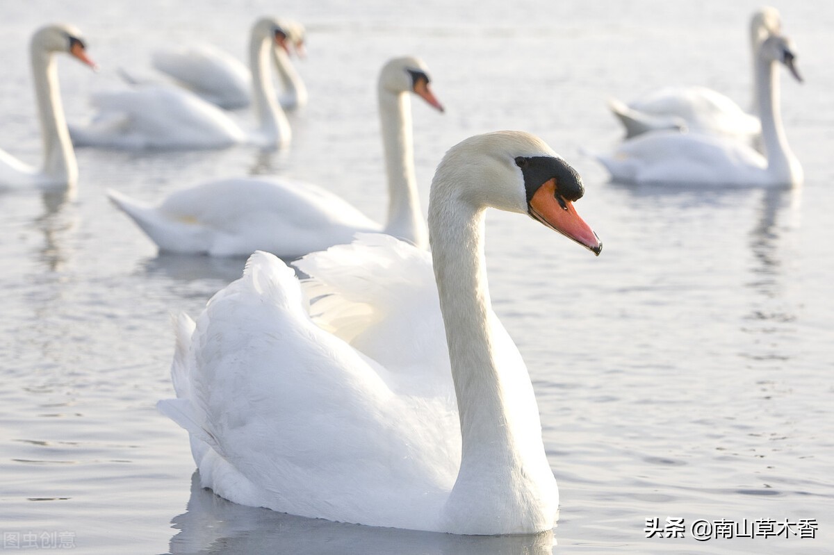 作家米兰的散文,散文冬日里的暖阳