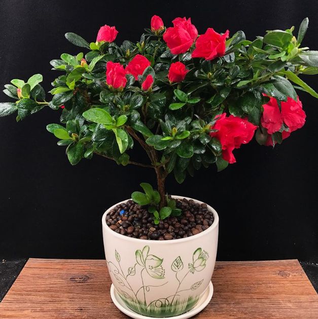 杜鹃花叶子越来越少怎么办,杜鹃花及叶片开始变干怎么养护