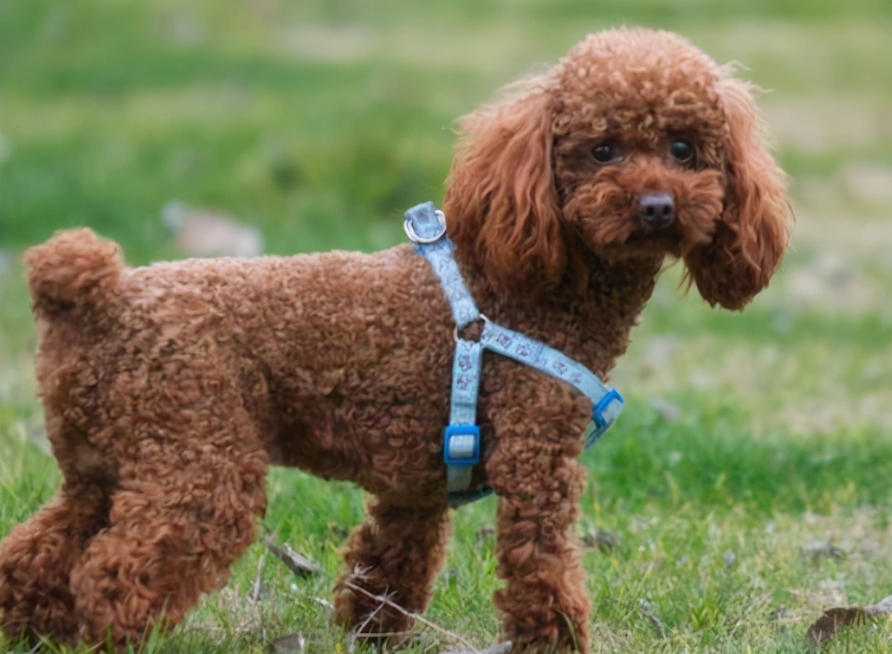 贵宾犬性格,贵宾犬咬人吗性格温和吗