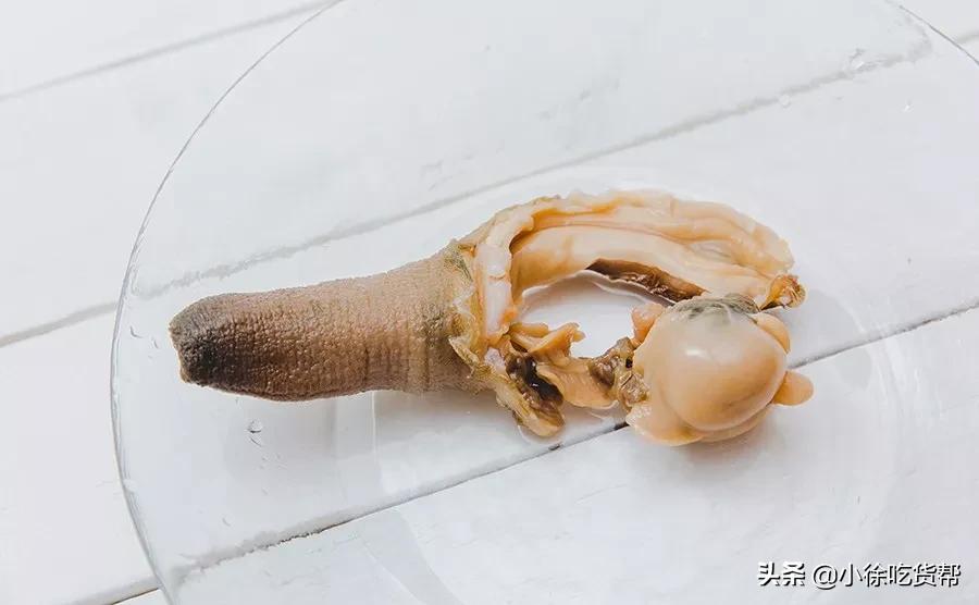 象拔蚌刺身教学,象拔蚌刺身摆盘