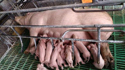 母猪产后没奶水如何办,母猪产后一个星期没奶水怎么办