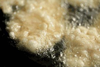 锅包肉简单又好学又好吃酸甜口味,用这个方法做东北正宗锅包肉